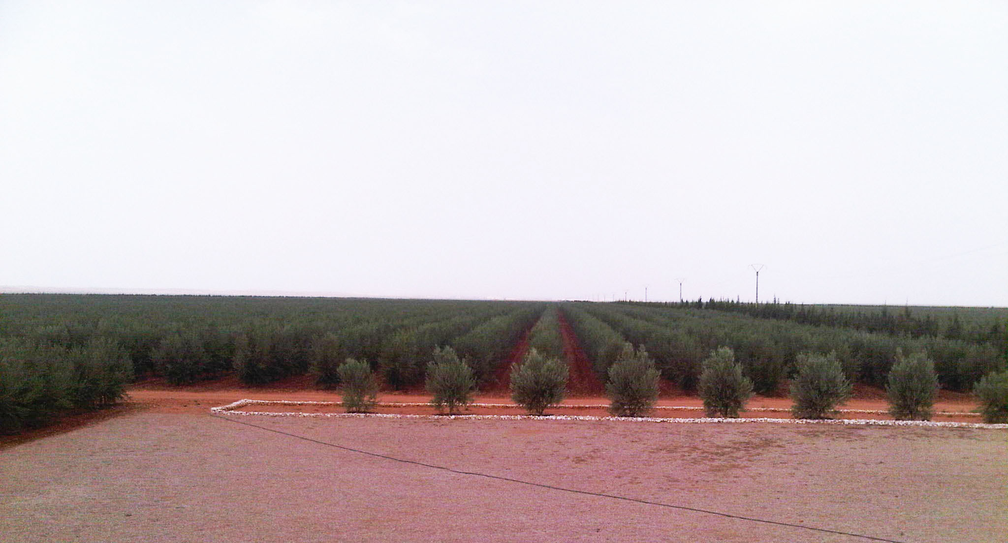 plantação de olival